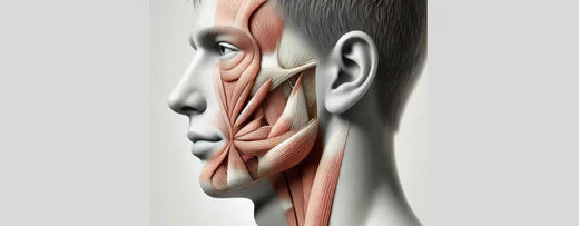 The Masseter Muscle